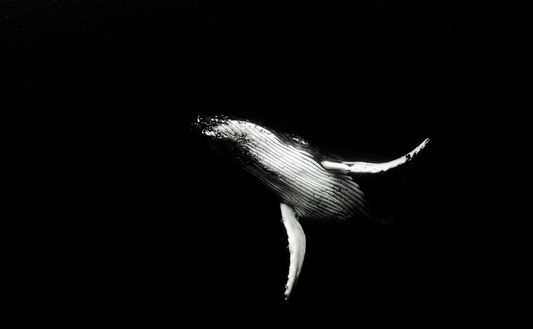 Humpback whale black and white, stunning marine photography ocean conservation, marine biology, humpback whale migration, Seacret blog, selling clothes, best sustainable fashion brands for men online fashion.  