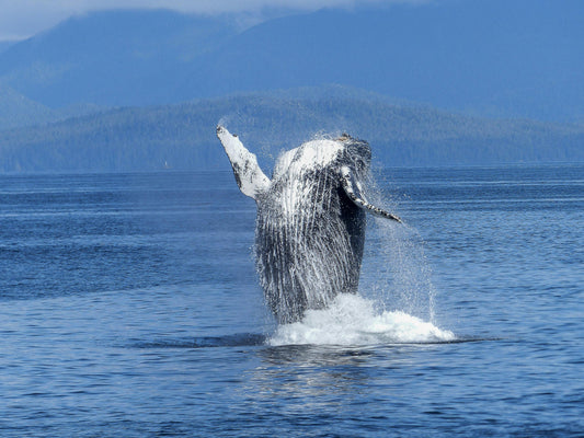 Thinking About Studying Marine Biology? Read This First