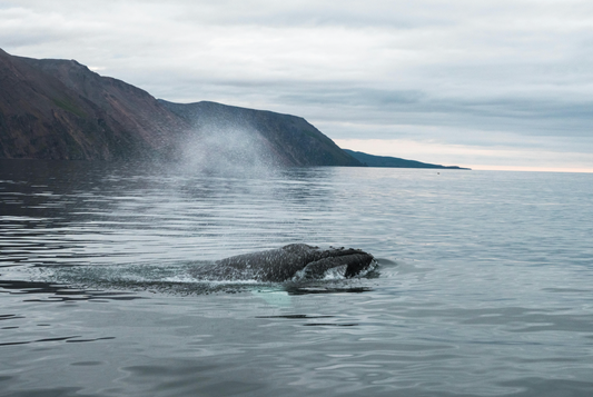 image cover for blog on how long do humpback whales live. Humpback whale breathing surfacing blowing marine wildlife blog seacret how long do humpback whales live for