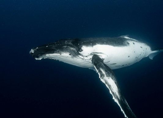 Humpback whale swimming gracefully in the deep blue ocean, showcasing its long pectoral fins, a majestic baleen whale of marine wildlife.