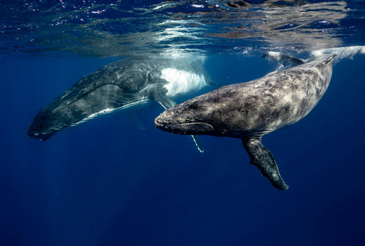 What Is A Marine Mammal?