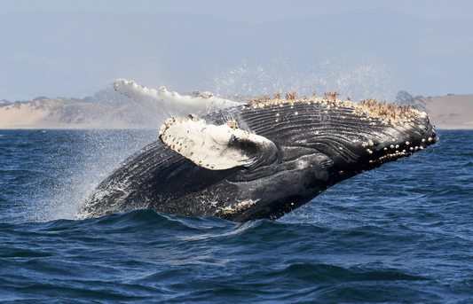 humpback whale breaching. how heavy are humpback whales. whale blog. marine wildlife blog. seacret blog. 