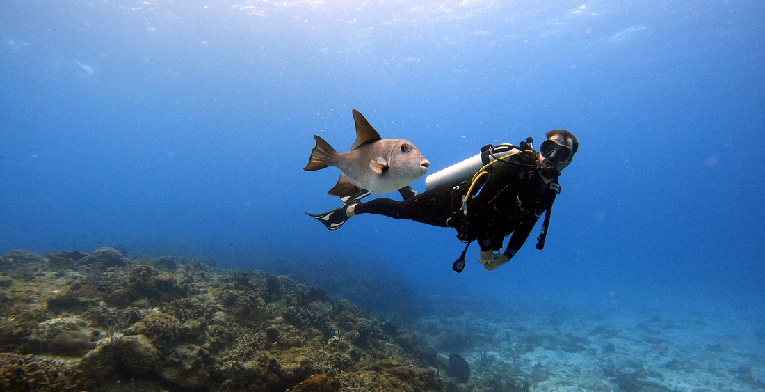 Exploring the Marvels of Marine Biology: From Microorganisms to Megafauna, scuba diver with fish, trigger fish, marine biologist, ocean scientist underwater, solo diver, black wet suit, black dry suit