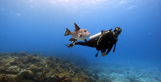 Exploring the Marvels of Marine Biology: From Microorganisms to Megafauna, scuba diver with fish, trigger fish, marine biologist, ocean scientist underwater, solo diver, black wet suit, black dry suit