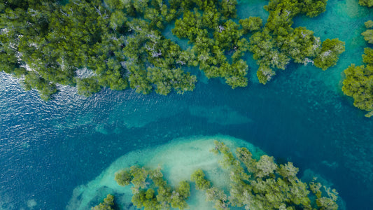 What are Mangroves? : Why are Mangroves Important?