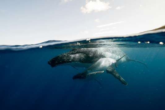 A mother humpback whale and her calf swim gracefully through the ocean, captured from a unique angle with half of their bodies submerged and half above the water's surface.