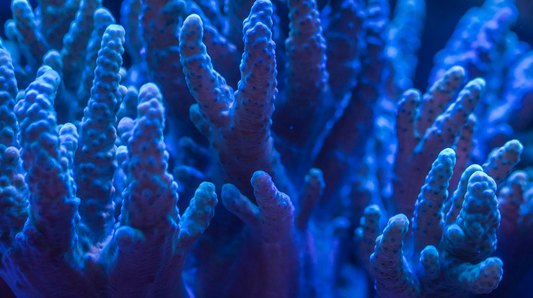 Protecting Paradise: 10 Marine Conservation Projects That Need Your Support Today