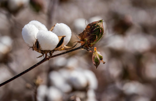 Seacret Fashion & Sustainability blog, why choose organic cotton, what are the benefits of organic cotton, the clothing industry, fast fashion, sustainable brand, super comfy clothing