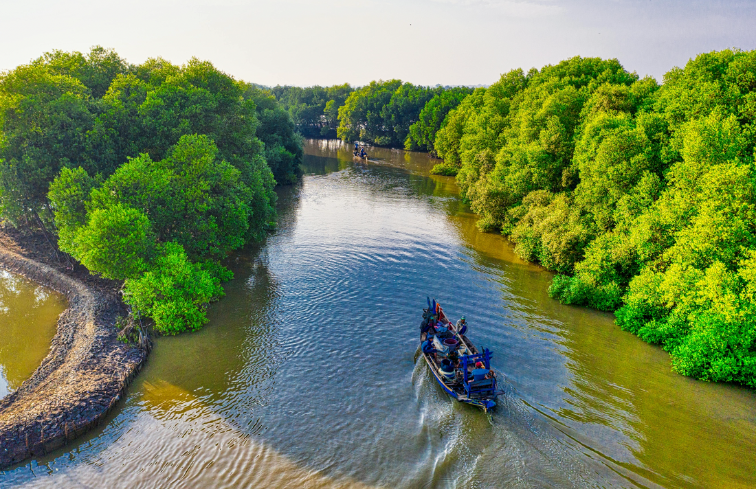 The Rise of Regenerative Fashion: How Sustainable Practices Are Restoring the Planet, mangroves, how are mangroves important