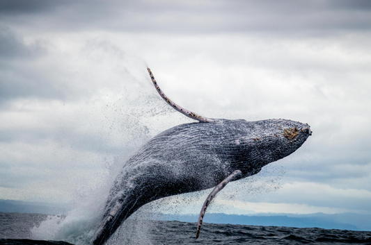 A humpback whale breaches in the North Pacific, showcasing marine wildlife against a dramatic sky, highlighting ocean conservation, Marine Mammals