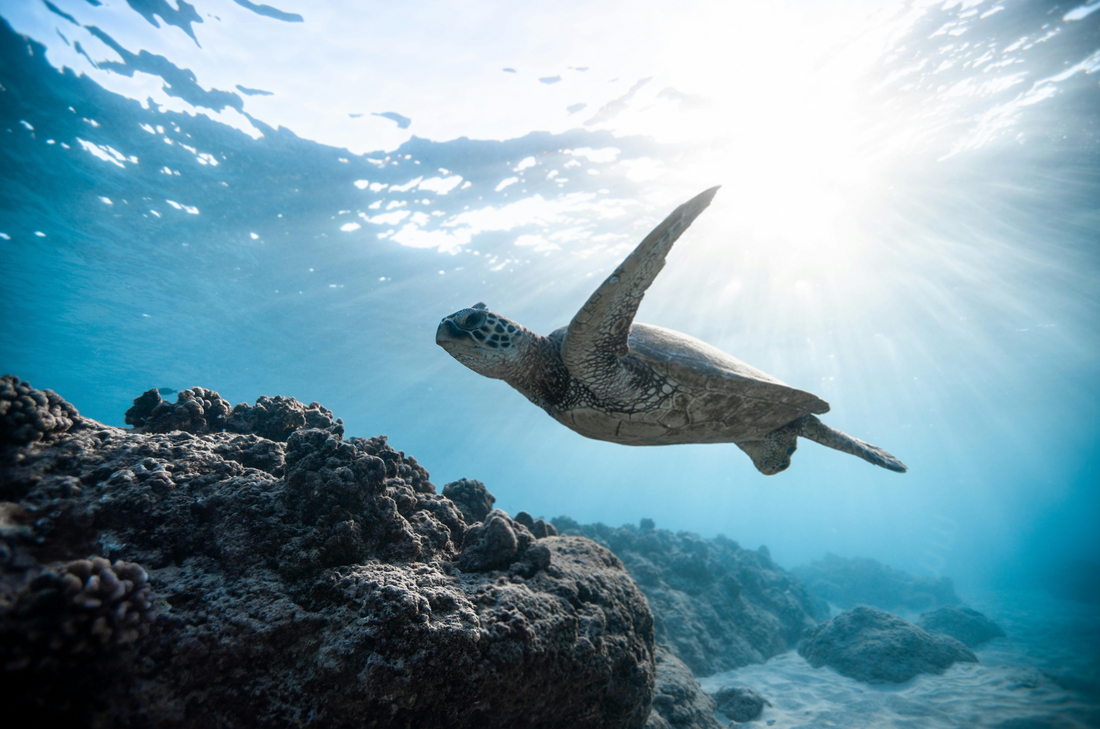 marine conservation, protecting our oceans, plastic pollution, sustainable seafood, climate change impacts on oceans. Sea turtle swimming, sun shinning through ocean surface, blue waters, crystal clear ocean