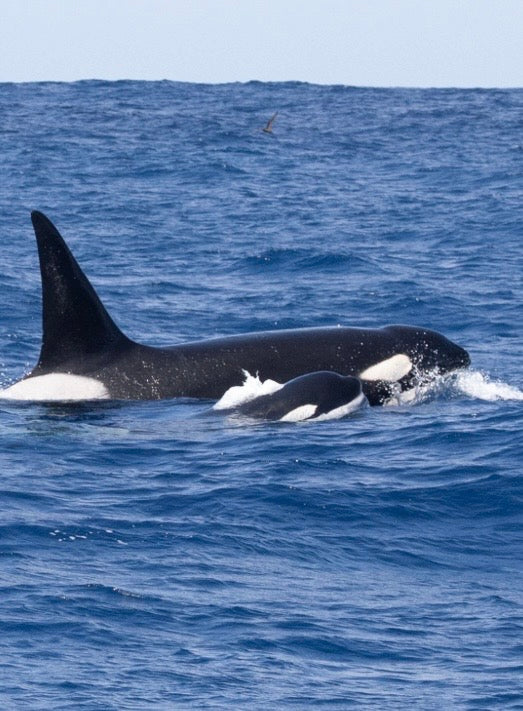 Orca Killer whale swimming next to baby orca  in the ocean with a clear blue sky.